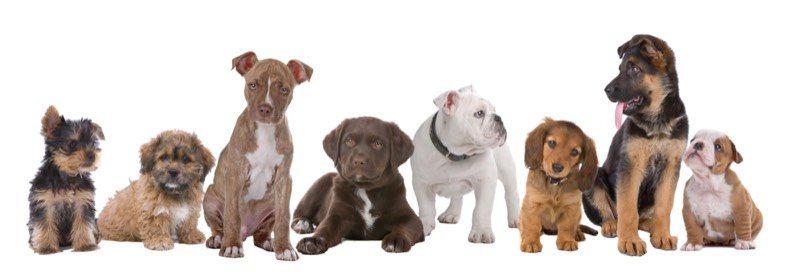 La méthode fonctionne pour toutes les races et tous les âges de chiens