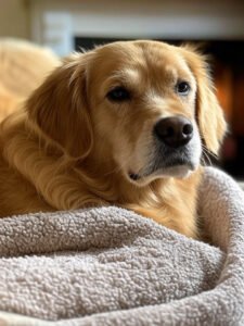 Lire la suite à propos de l’article comment savoir si un chien a dela fievre