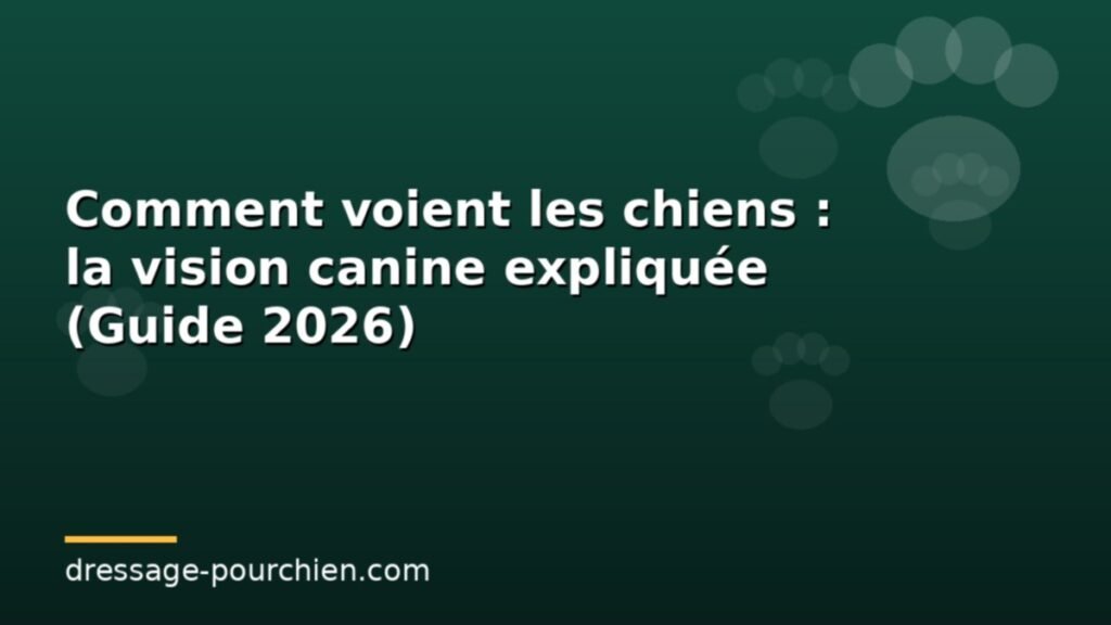 Comment voient les chiens : la vision canine expliquée (Guide 2026)