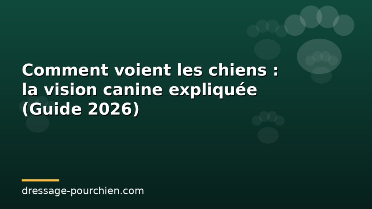 Comment voient les chiens : la vision canine expliquée (Guide 2026)
