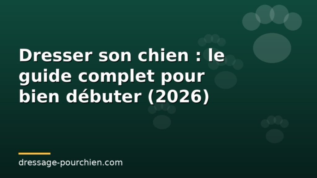 Dresser son chien : le guide complet pour bien débuter (2026)