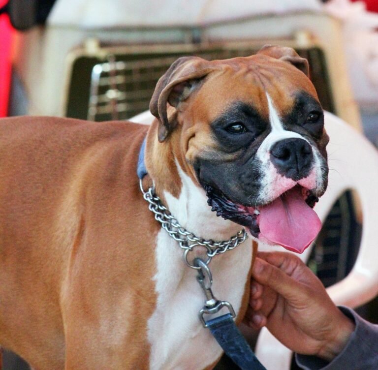 Lire la suite à propos de l’article Chien tire en laisse : solution complète et méthode pas-à-pas (Guide