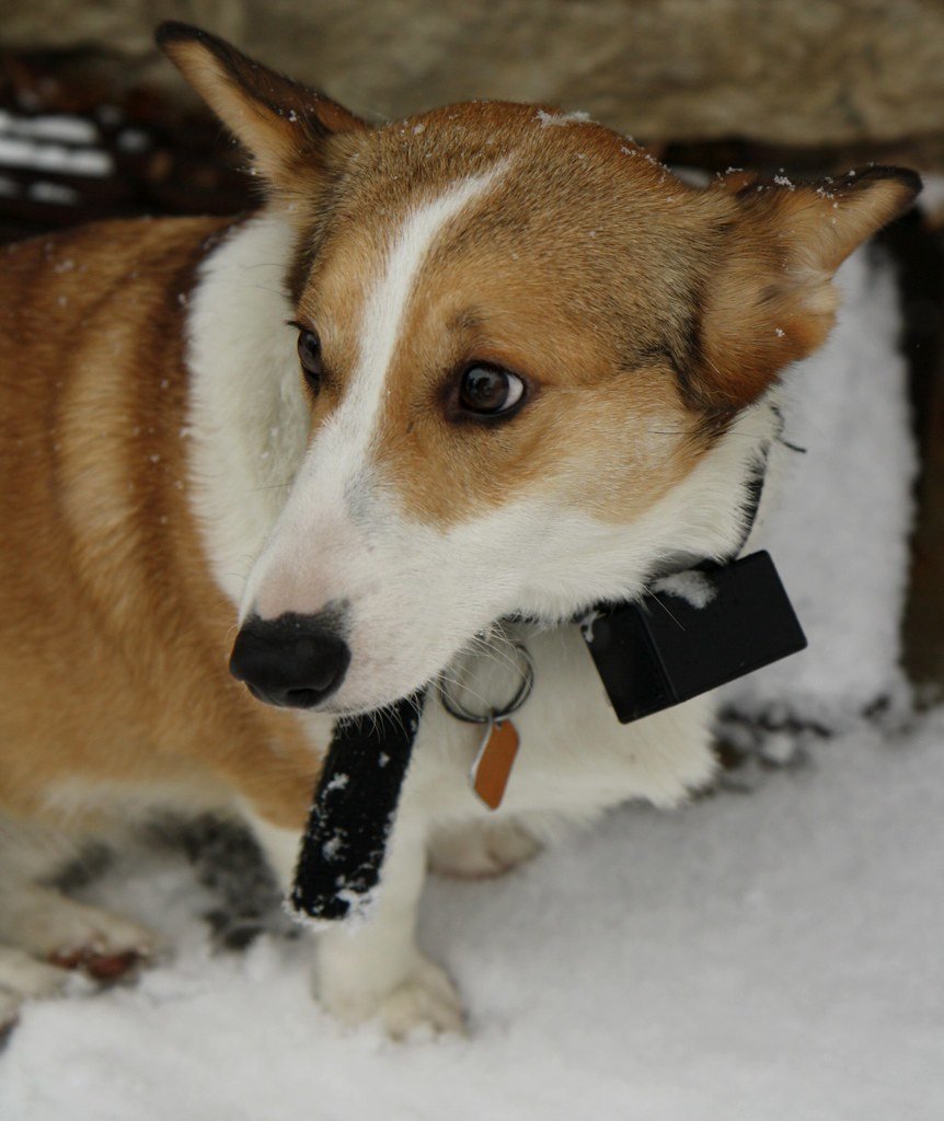 collier gps chien sans abonnement — illustration 2