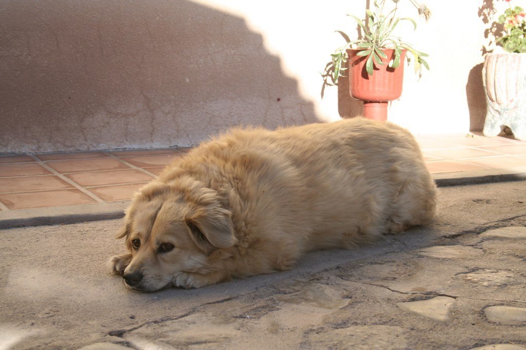 hot dog dog