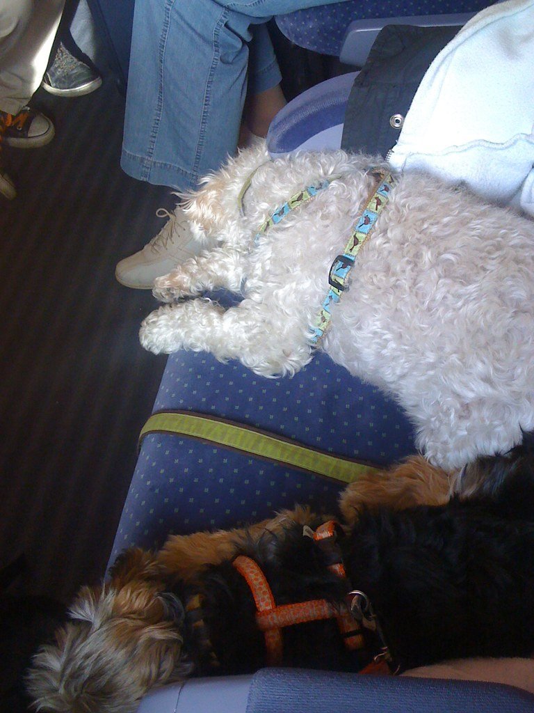 train puppies